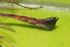 Enicospilus kaalae
