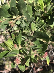 Arctostaphylos virgata