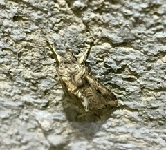 Feltia subterranea
