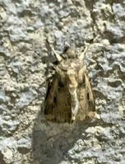 Feltia subterranea