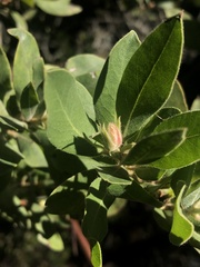 Arctostaphylos virgata