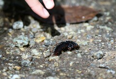 Platerodrilus ruficollis
