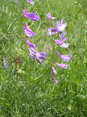 Vicia tenuifolia