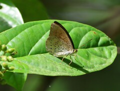 Tanaecia julii
