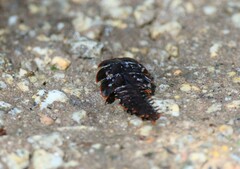 Platerodrilus ruficollis