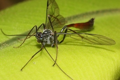 Enicospilus kaalae