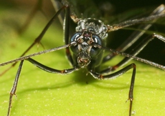 Enicospilus kaalae