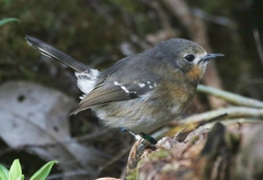 Chasiempis sclateri