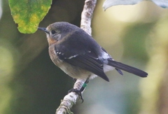 Chasiempis sclateri
