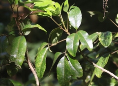 Cheirodendron trigynum