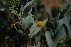 Acacia bivenosa