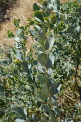 Acacia bivenosa