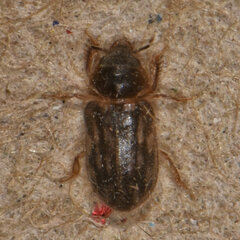 Heterocerus fenestratus