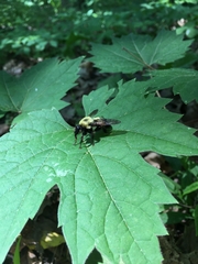 Laphria thoracica