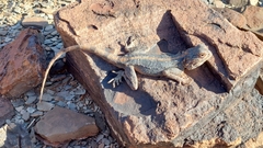 Agama anchietae