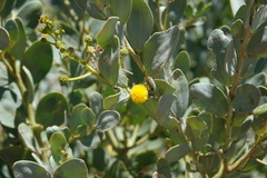 Acacia bivenosa