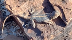 Agama anchietae