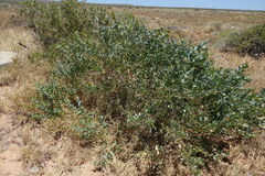 Acacia bivenosa