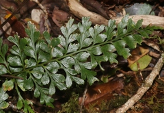 Asplenium