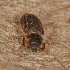 Heterocerus fenestratus