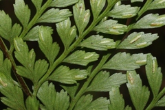 Asplenium