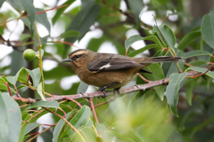 Conirostrum cinereum