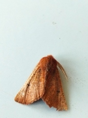 Dasycorsa modesta