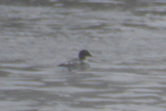 Mergus merganser merganser
