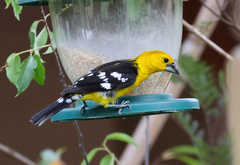 Pheucticus chrysogaster