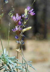 Lupinus elatus