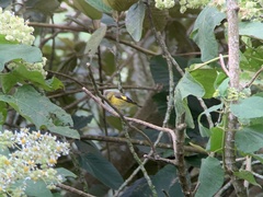 Spinus xanthogastrus