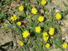 Mouse-eared Hawkweed - Photo (c) Laurie DiCesare, some rights reserved (CC BY-NC), uploaded by Laurie DiCesare