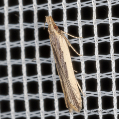 Dichomeris ligulella