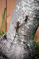 Anolis sagrei