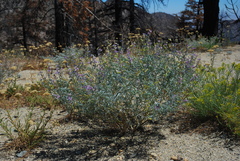 Lupinus elatus
