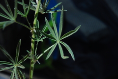 Lupinus elatus