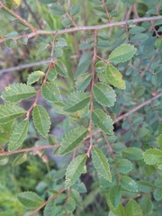 Ulmus parvifolia