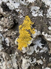 Xanthoria
