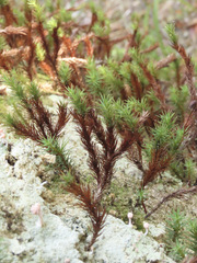 Dendroligotrichum tongariroense