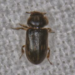 Heterocerus fenestratus