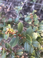 Ceanothus masonii