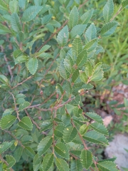 Ulmus parvifolia