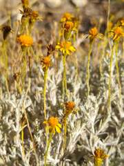 Thymophylla setifolia