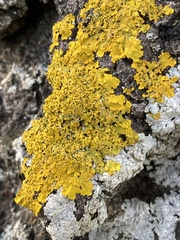 Xanthoria