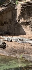 Crocodylidae