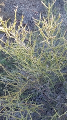 Adolphia californica