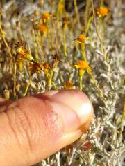 Thymophylla setifolia