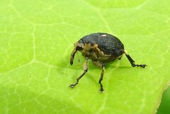 Mononychus punctumalbum