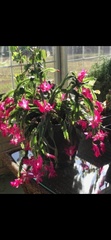 Schlumbergera