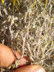 Thymophylla setifolia